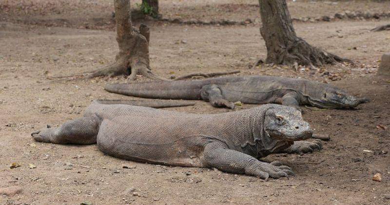 Pexels/Giant Asparagus